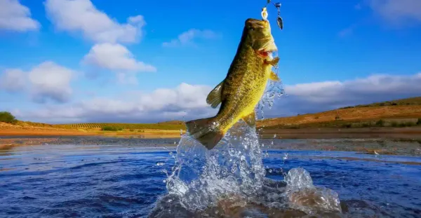 Largemouth Bass Fishing Guide - Deep Dive App